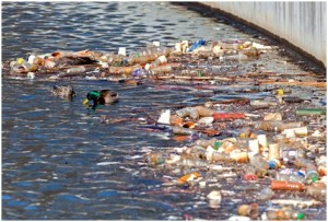 Plastic litter on water surrounding ducks